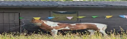 Dartmoor horses for sale: Sweet Dartmoor Pony  in Radstock - Advert 1
