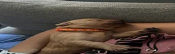 Labrador Retriever dogs for sale: Beautiful fox red Labrador litter  - Advert 30