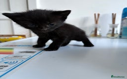 Mixed Breed cats for sale: 5 kittens for sale - Image 19