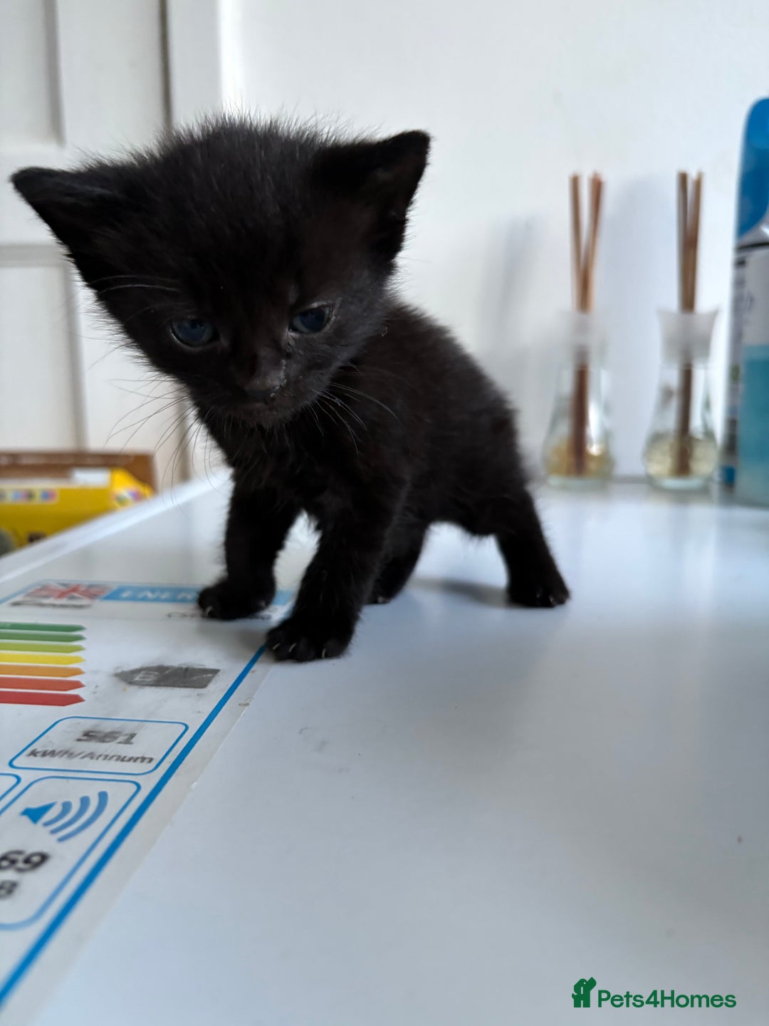 Mixed Breed cats for sale: 5 kittens for sale - Image 19