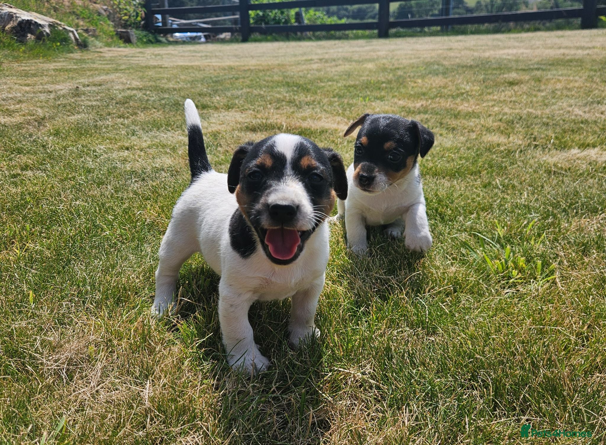 Jack Russell dogs Outstanding Jack Russell puppies - Advert 8