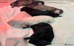 Miniature Schnauzer dogs for sale: Adorable Miniature Schnauzer Puppies KC Reg - Image 2