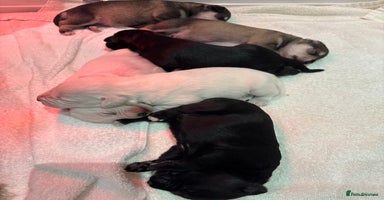 Miniature Schnauzer dogs - Advert 8