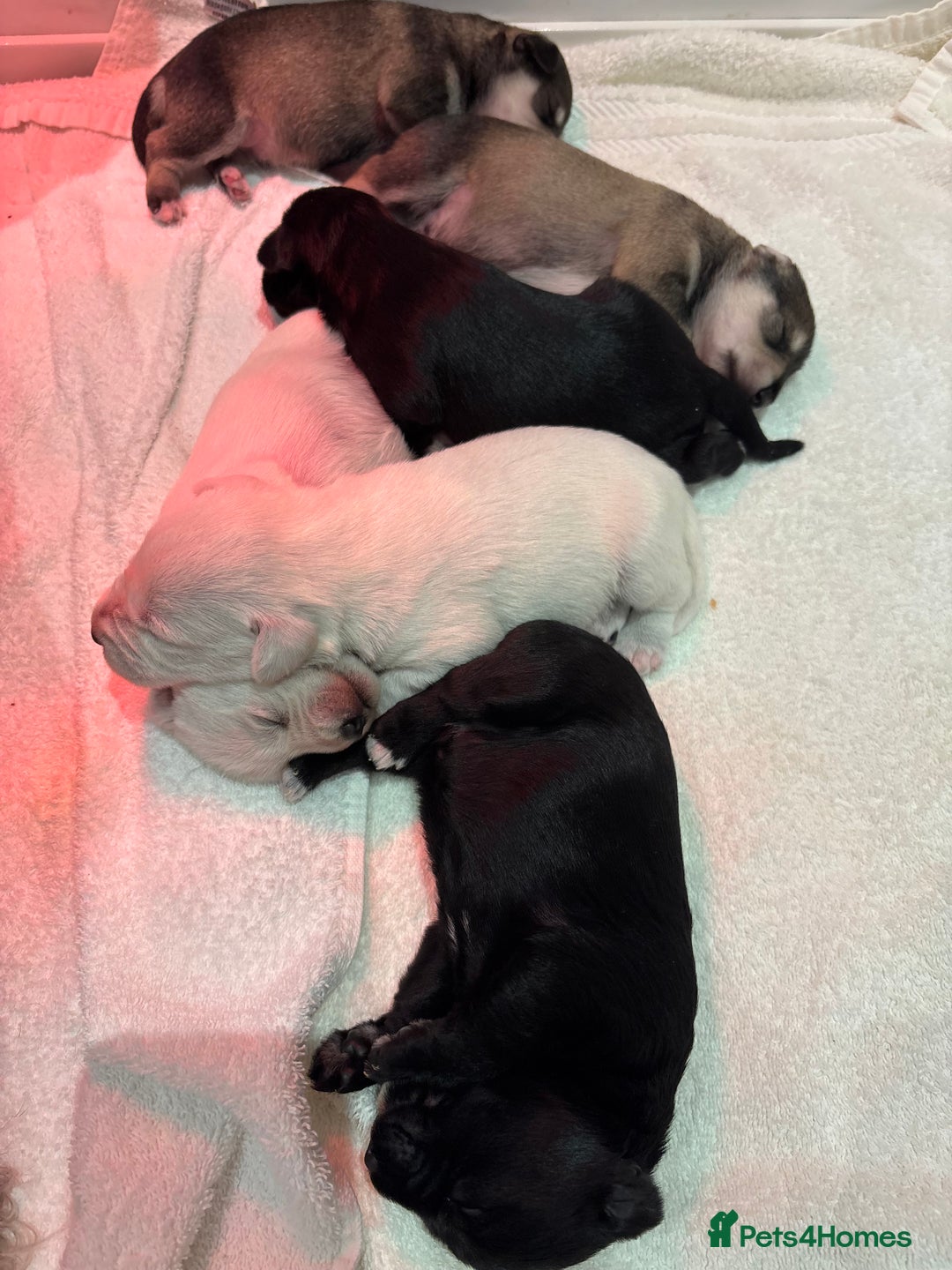 Miniature Schnauzer dogs for sale: Adorable Miniature Schnauzer Puppies KC Reg - Image 2