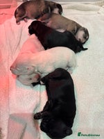 Miniature Schnauzer dogs - Advert 5