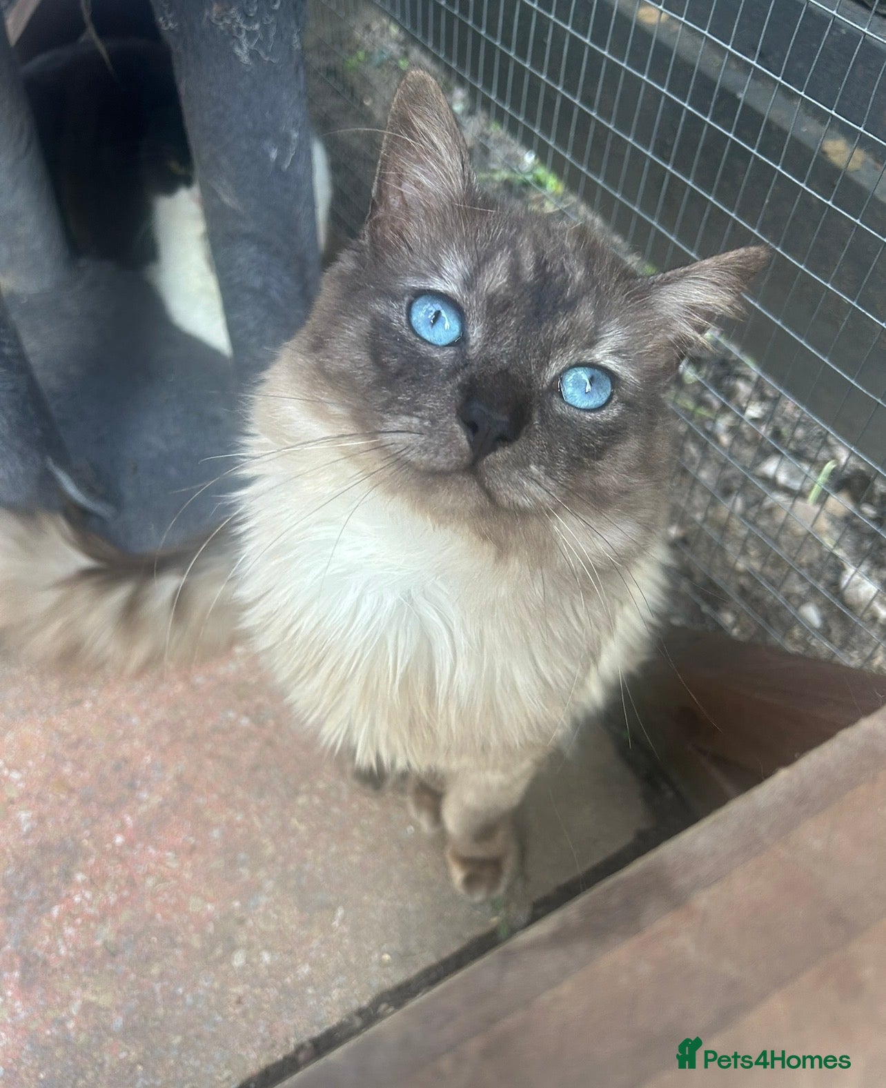 Ragdoll cats RAGDOLL STUD💙 - Advert 2