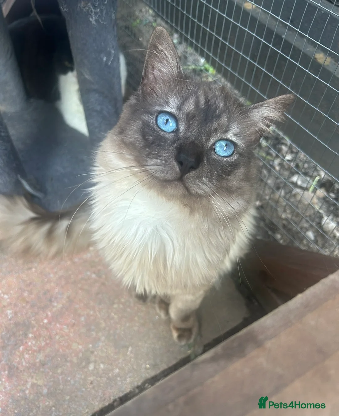 Ragdoll cats for stud: RAGDOLL STUD💙 - Advert 1
