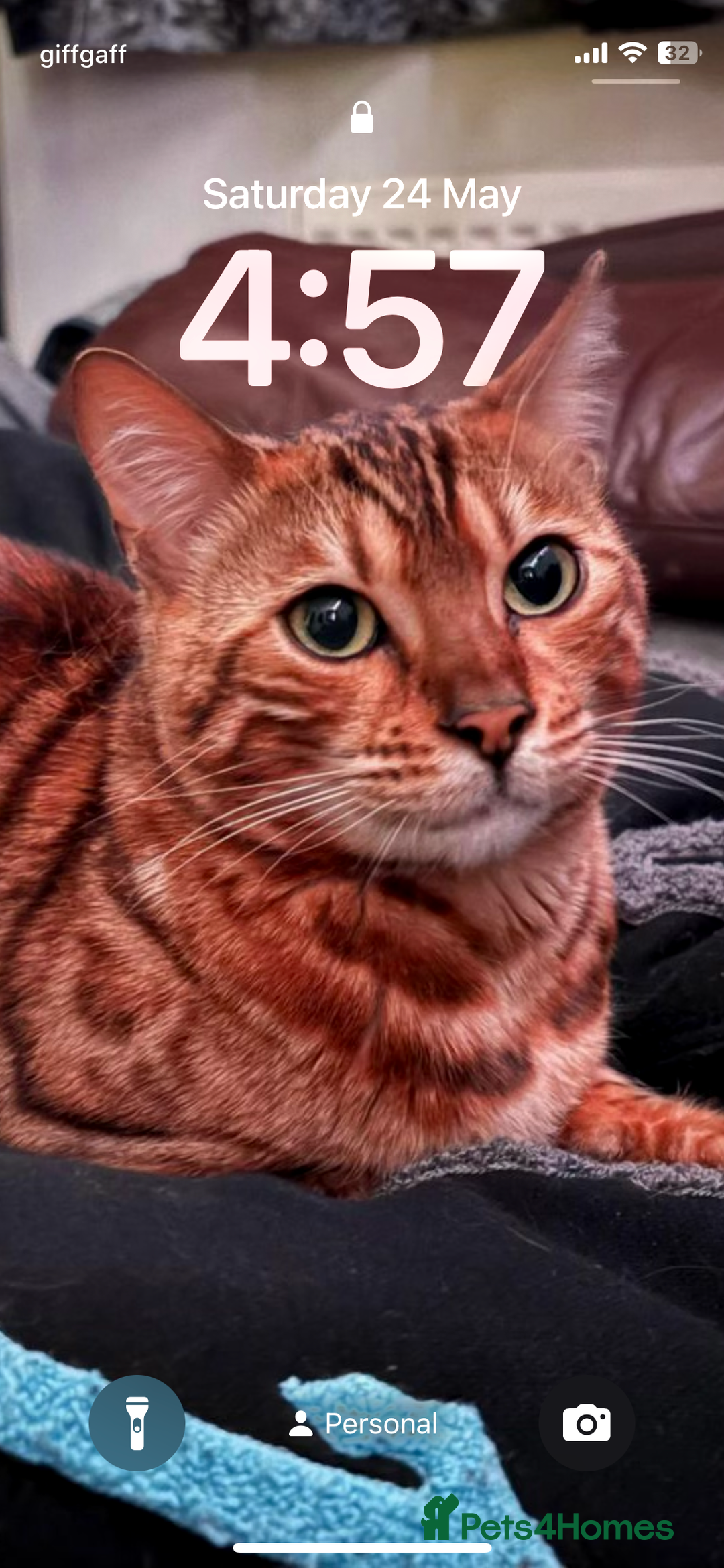 Bengal cats for sale: Bengal Persian kittens  - Image 6