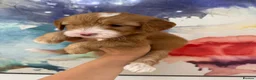 Labradoodle dogs for sale: Stunning Miniature Labradoodle Boy  Licensed   - Advert 37