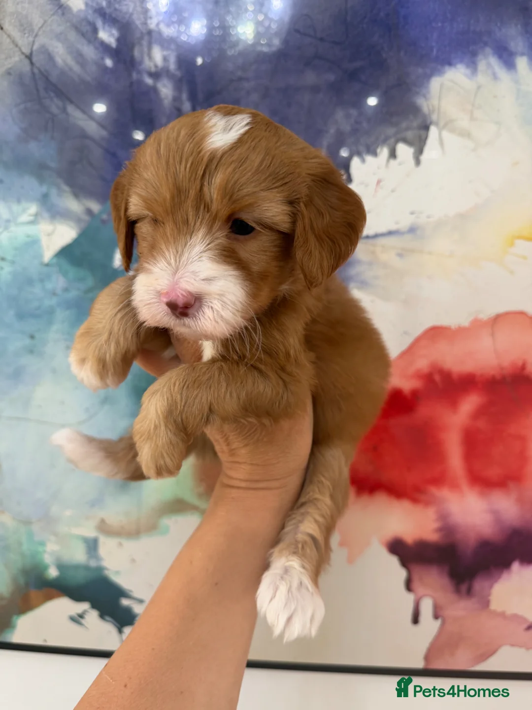Labradoodle dogs for sale: Stunning Miniature Labradoodle Boy  Licensed   - Advert 37
