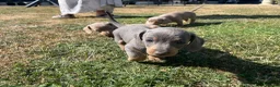 Miniature Dachshund dogs for sale: Miniature Dachshund Puppies - Stunning Litter in Nottingham - Advert 18
