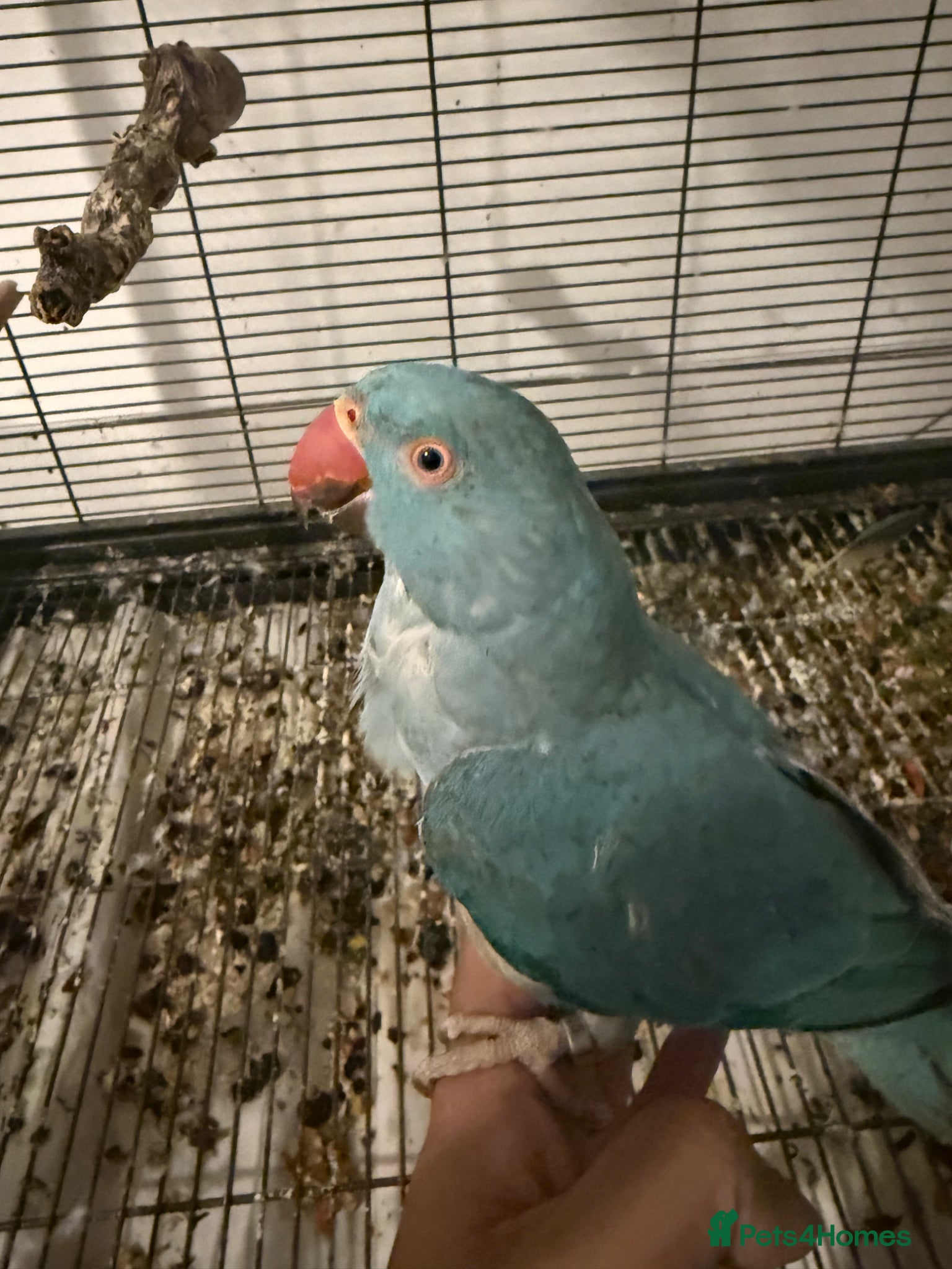 Ringnecks birds Tame Ringneck for sale - Advert 1