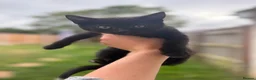 Mixed Breed cats for sale: Beautiful kittens Available  - Advert 3