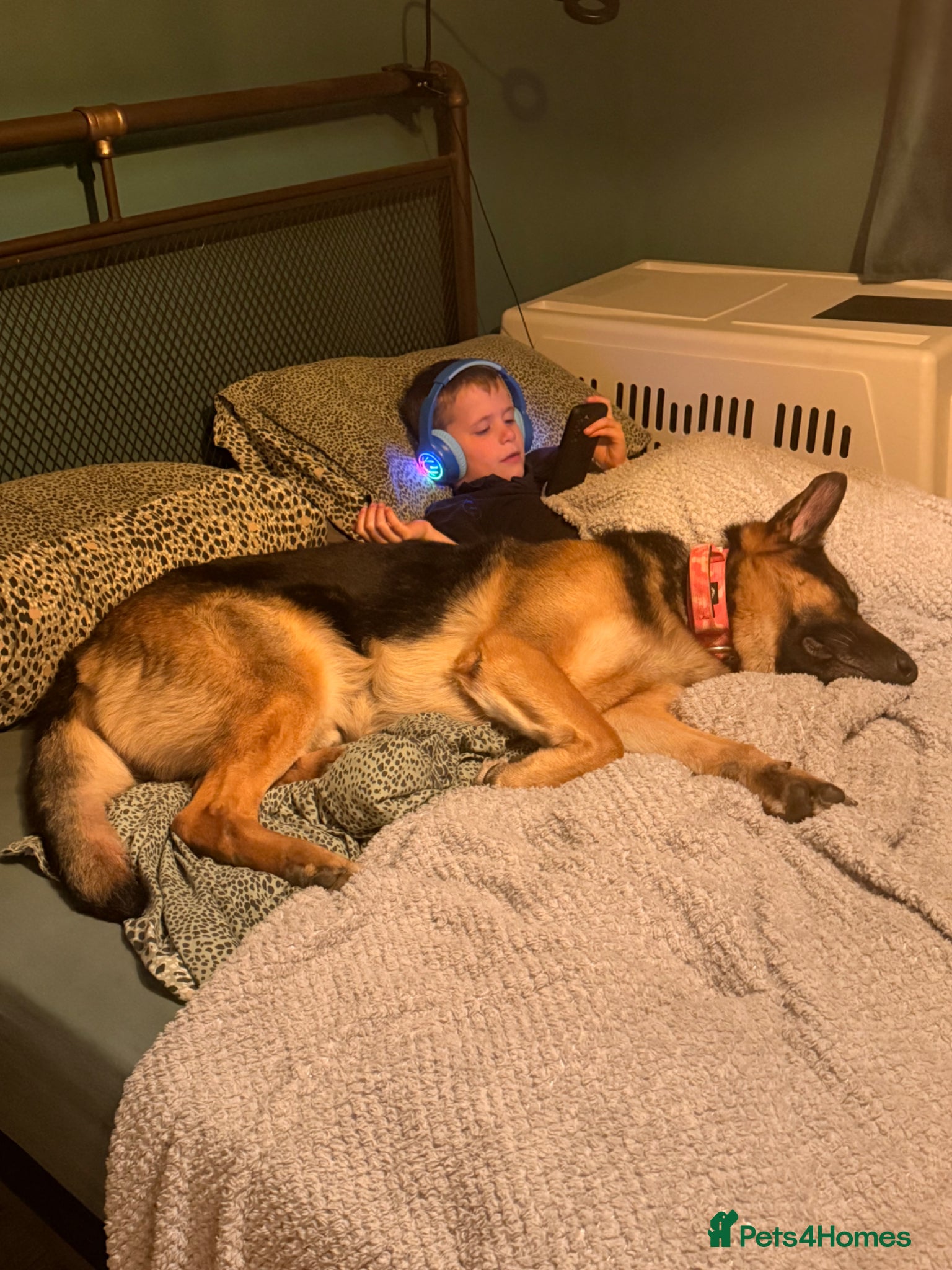 German Shepherd dogs Blu - German Shepherd (possible NASDU project) - Advert 2