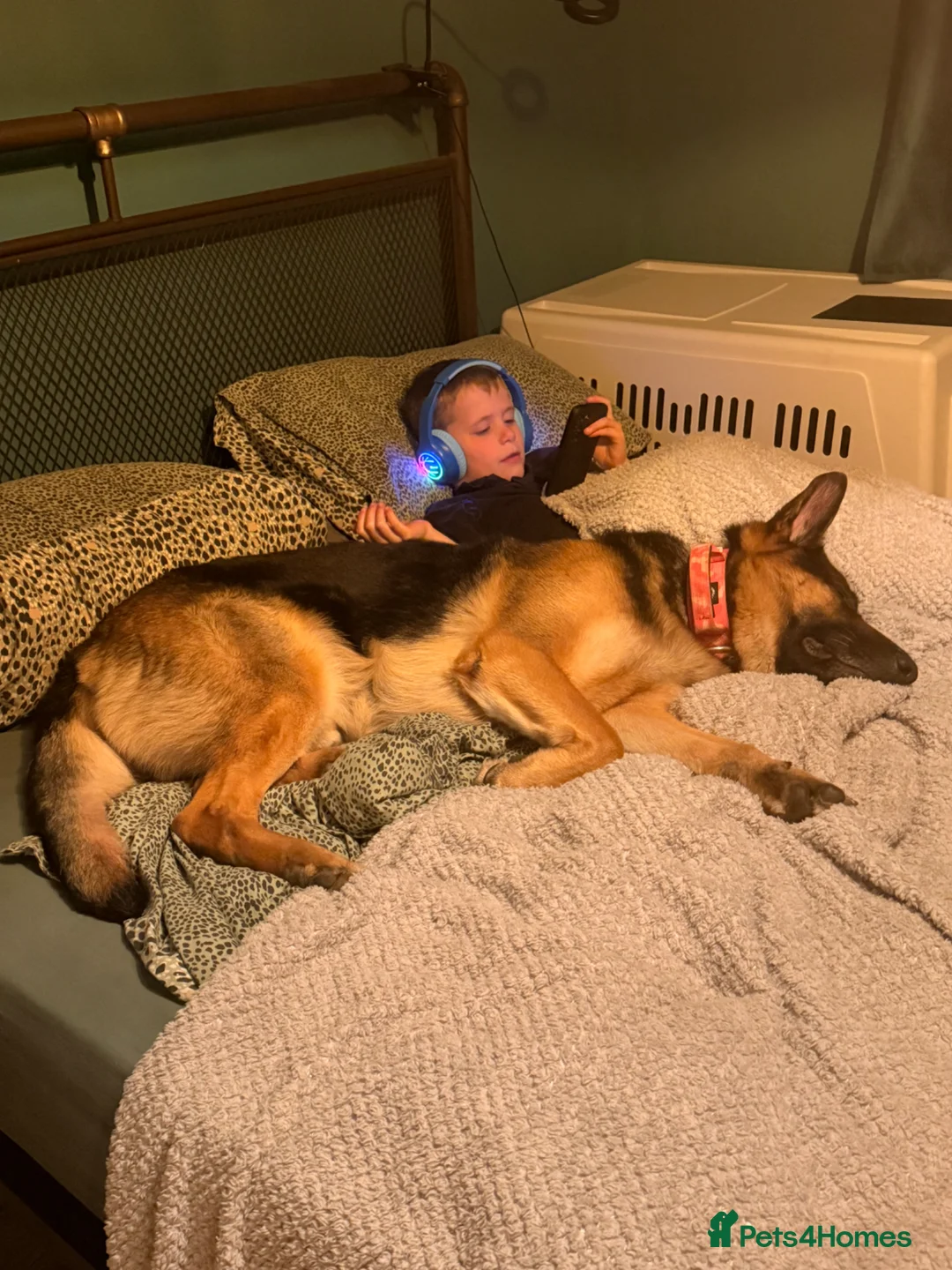 German Shepherd dogs for sale: Blu - German Shepherd (possible NASDU project) - Advert 2