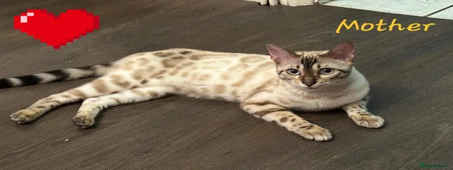 Bella 