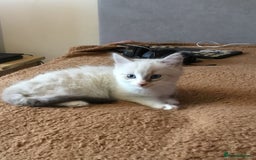 Mixed Breed cats for sale: Kittens for sale!!! - Image 1