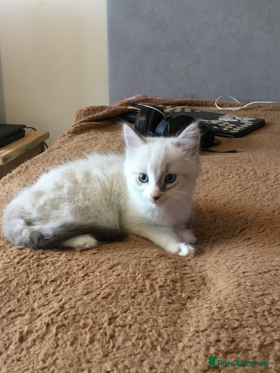 Mixed Breed cats for sale: Kittens for sale!!! - Image 1