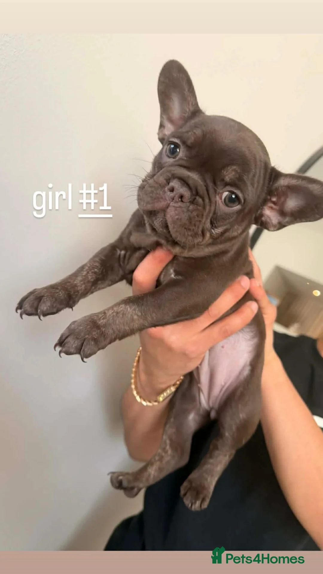 French Bulldog dogs for sale: French bulldog puppies  - Advert 32