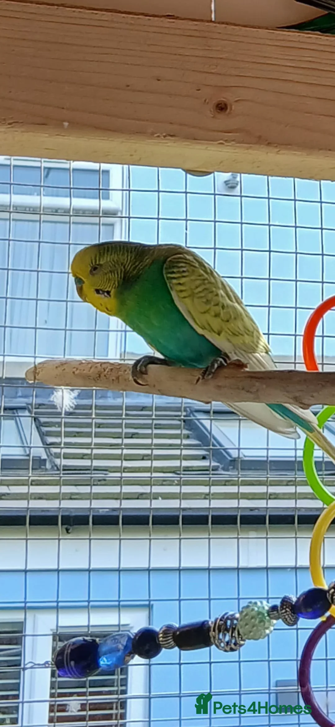 Budgerigars birds for sale: 4 budgies for sale with large cage in Lee-on-the-Solent - Advert 2