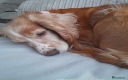 Cocker Spaniel dogs for sale: Adorable Loving Cocker Spaniel  - Image 3