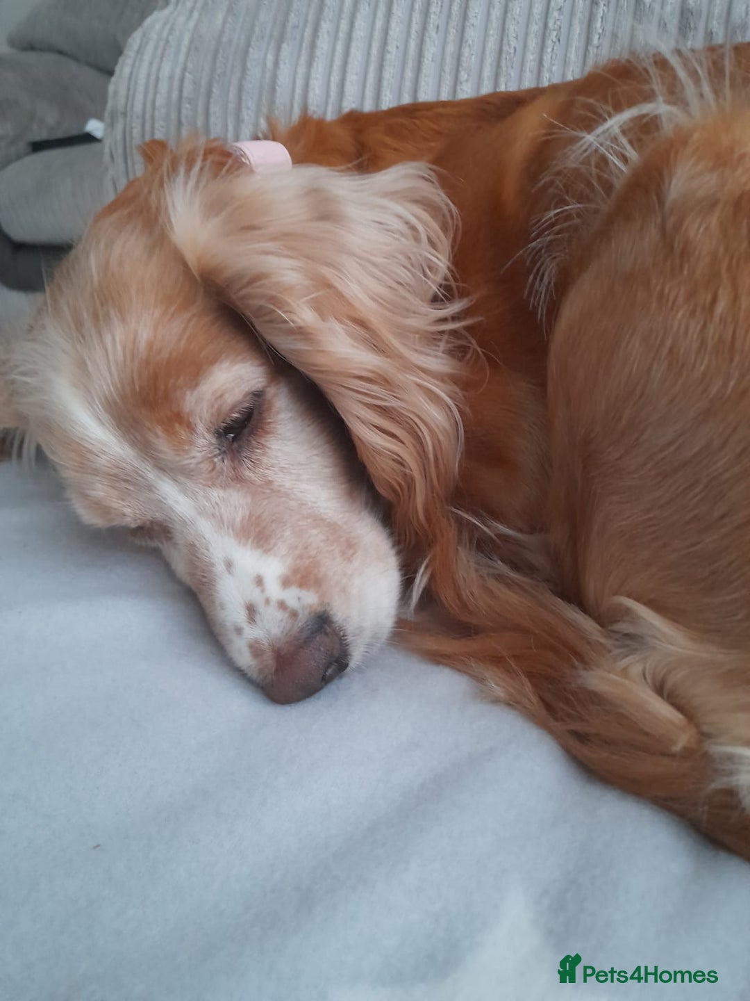 Cocker Spaniel dogs for sale: Adorable Loving Cocker Spaniel  - Image 3