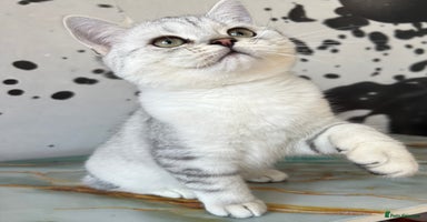 British Shorthair cats - Advert 9