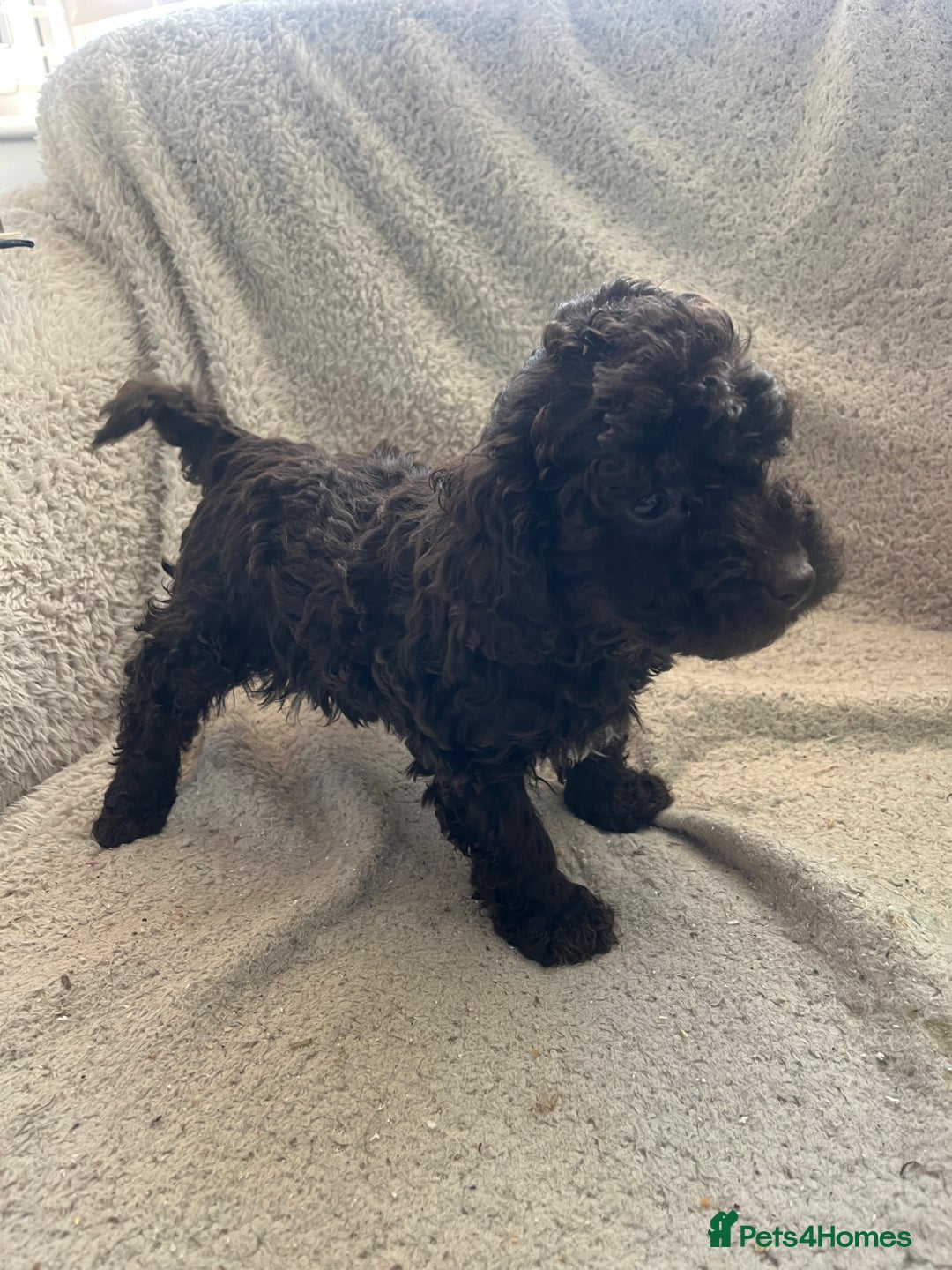 Toy Poodle dogs for sale: Toy poodle puppies - Advert 13