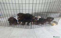 Cocker Spaniel dogs for sale: stunning female, black & tan cocker spaniel pup - Image 5