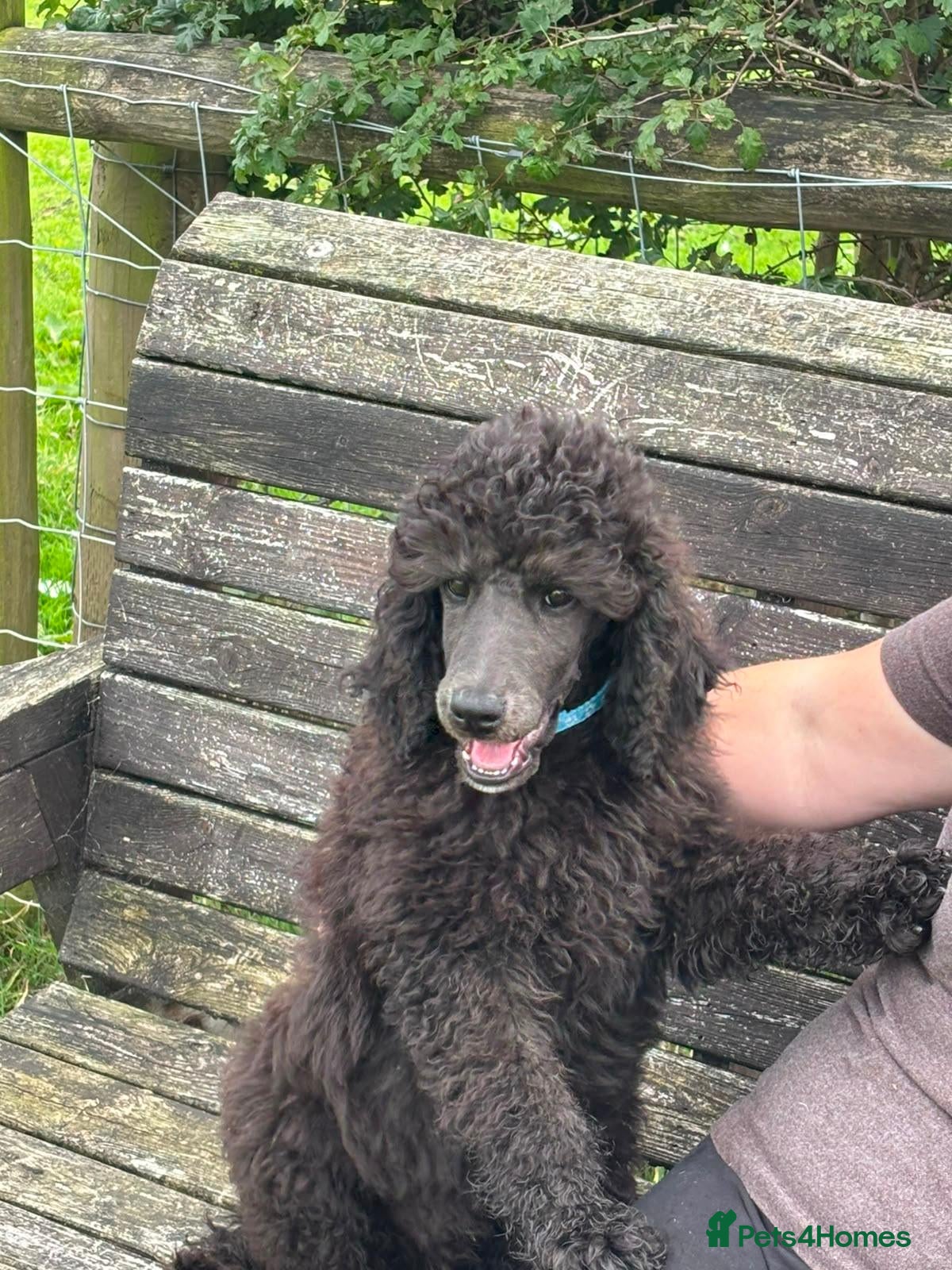 Standard Poodle dogs STANDARD POODLE PUPPIES FULLY TESTED PARENTS  - Advert 7