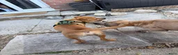 Mixed Breed dogs for sale: 10 month old bullpei  in Devizes - Advert 2
