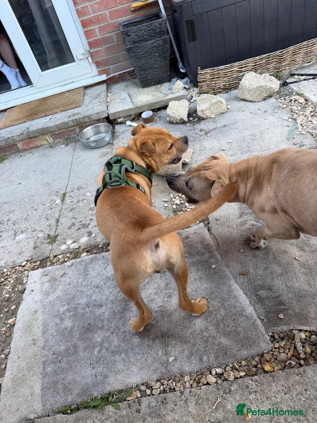 Mixed Breed dogs for sale: 10 month old bullpei  in Devizes - Advert 2