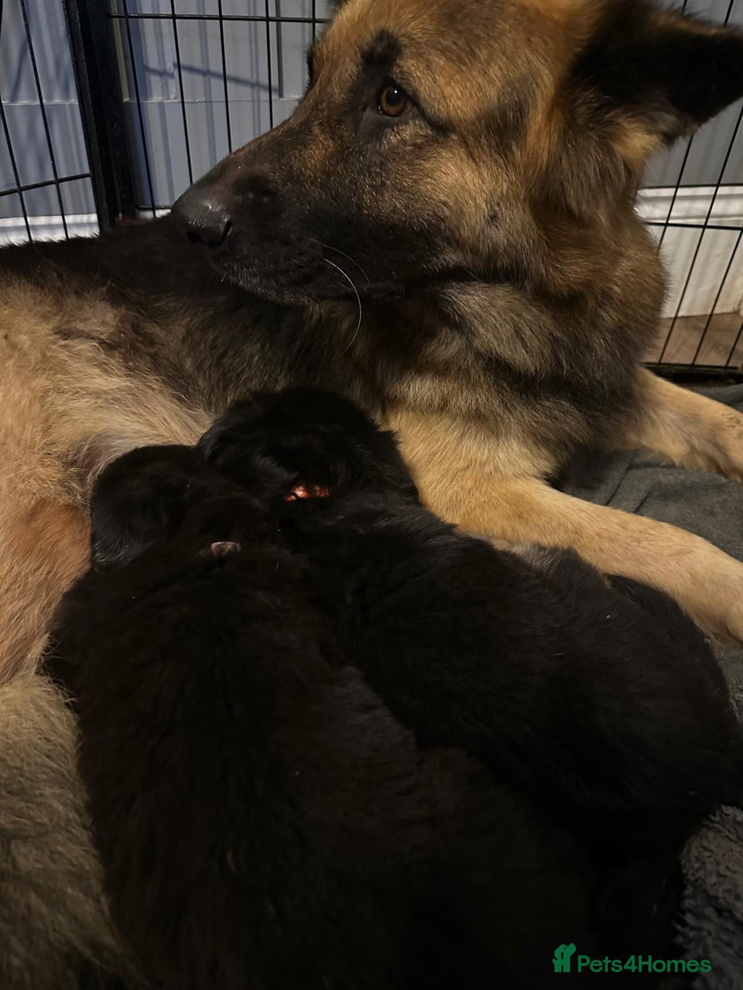German Shepherd dogs for sale: READY TO LEAVE German shepherd puppies - Advert 10