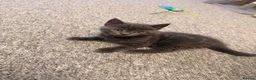Mixed Breed cats for sale: Beautiful Kittens Looking for Loving Homes in ELY - Advert 8