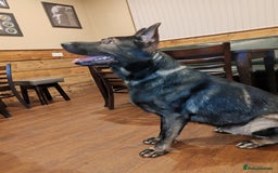 German Shepherd dogs for stud: KENSESQUI SIMBA (Simba) - Image 3