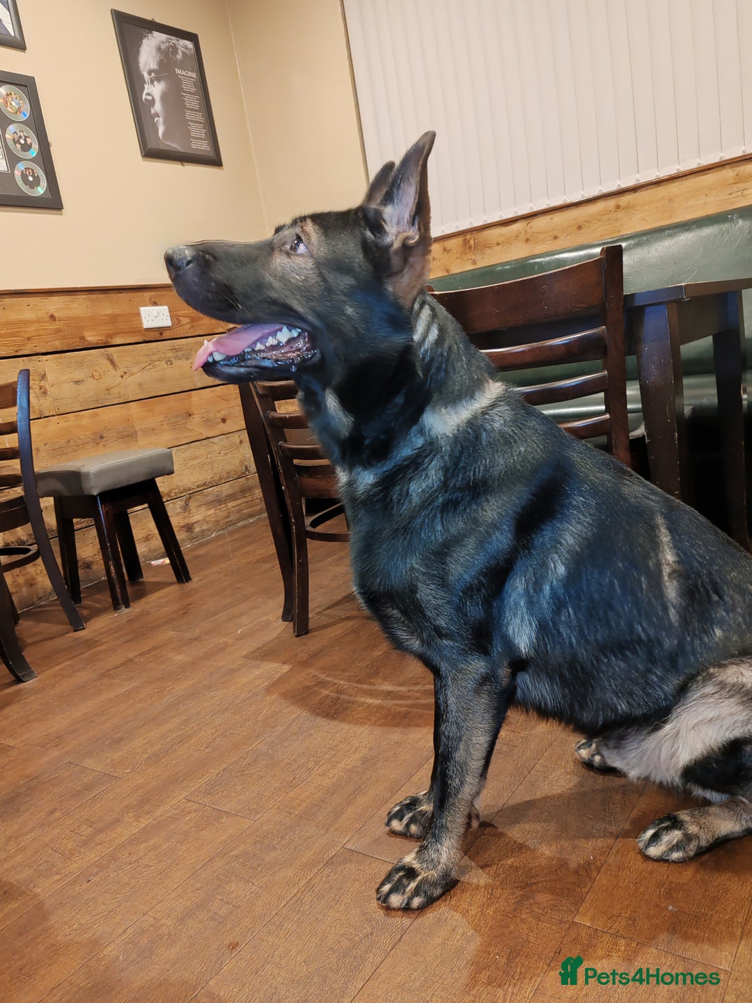 German Shepherd dogs for stud: KENSESQUI SIMBA (Simba) - Image 3