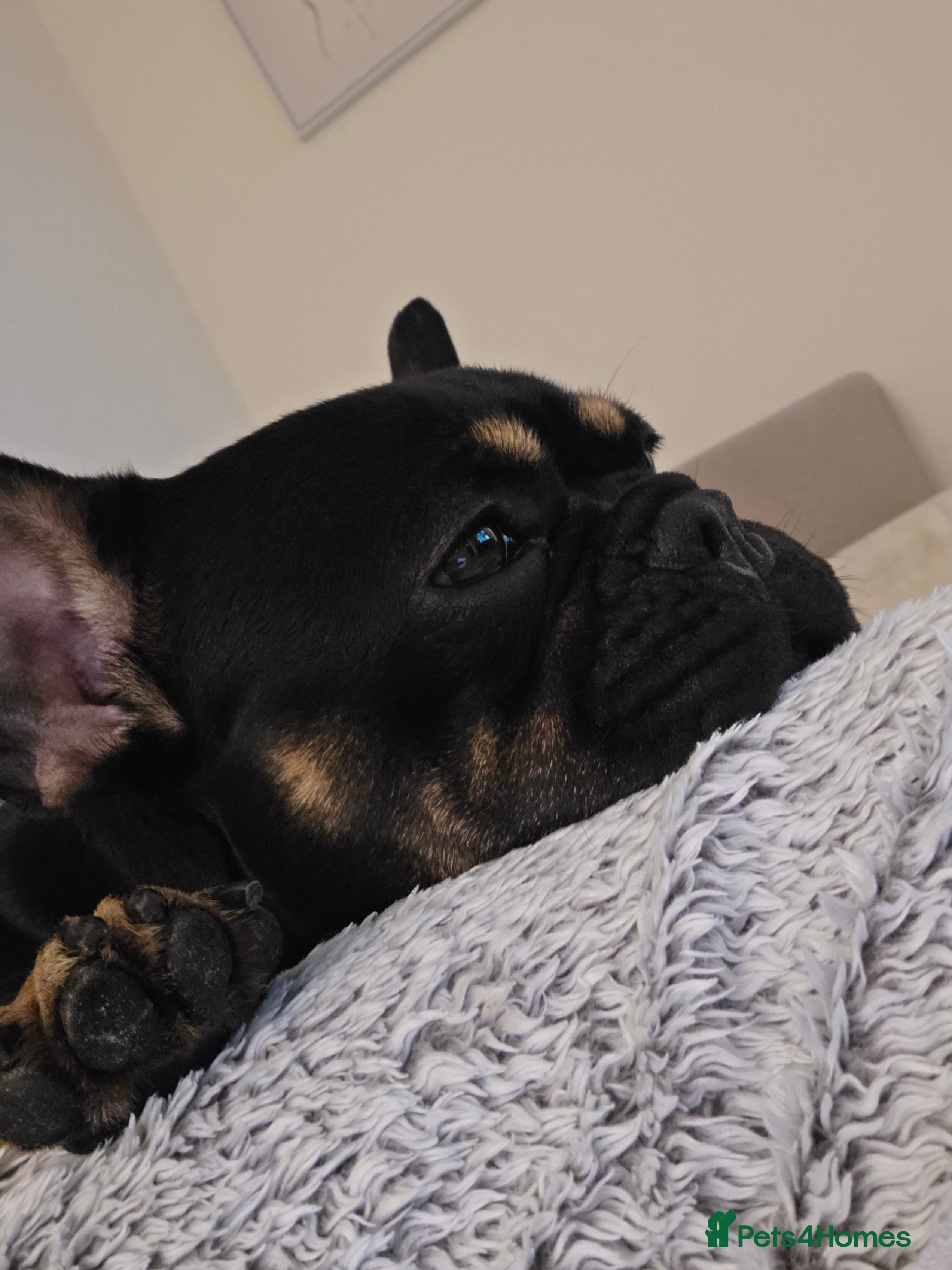 French Bulldog dogs Loving French Bulldog For Rehoming - Advert 1