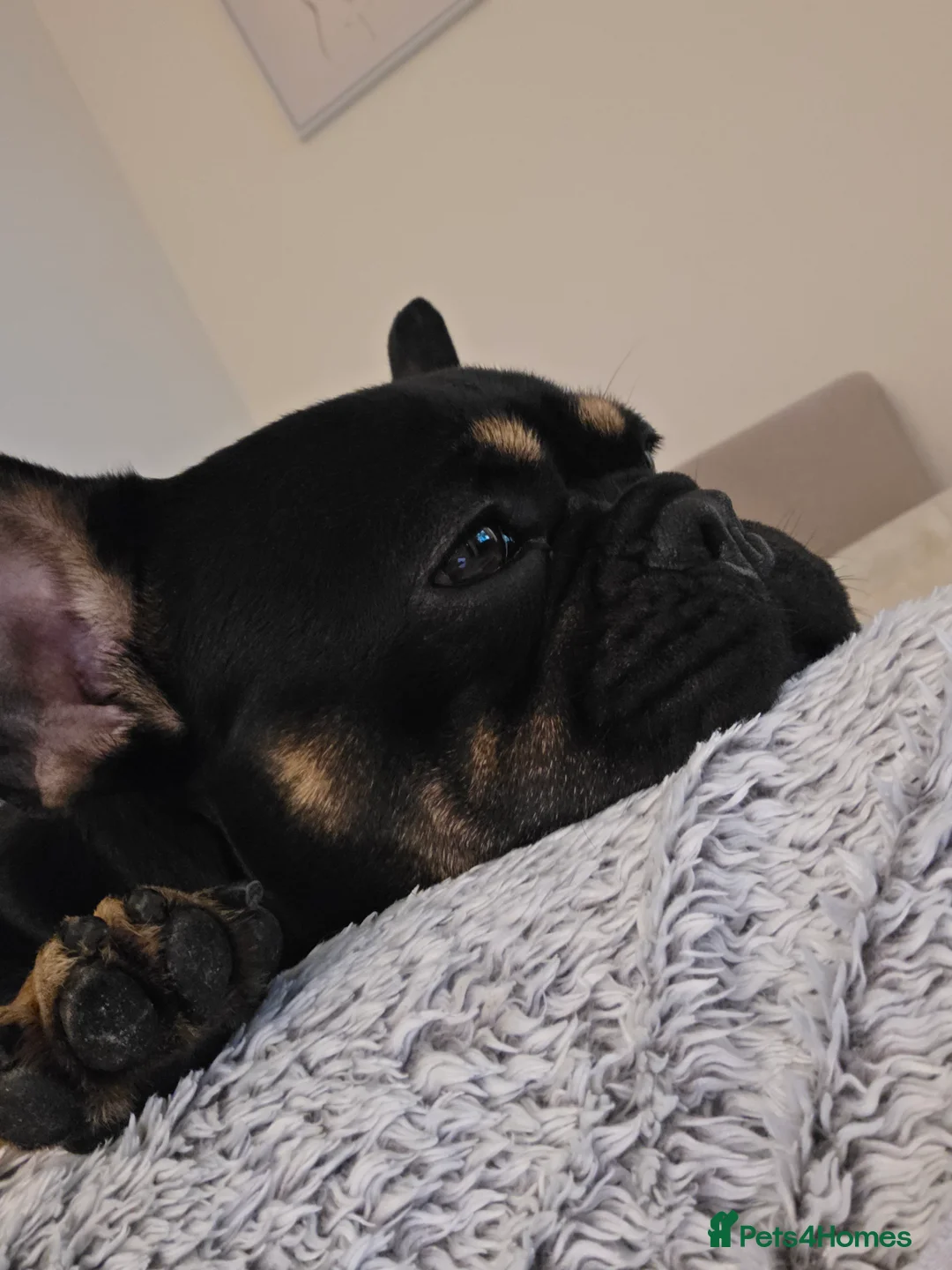 French Bulldog dogs for sale: Loving French Bulldog For Rehoming - Advert 1