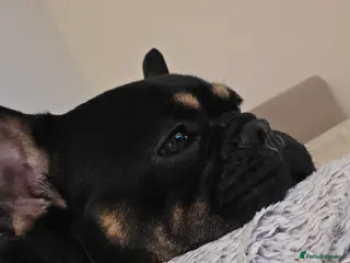 French Bulldog dogs Loving French Bulldog For Rehoming - Advert 1