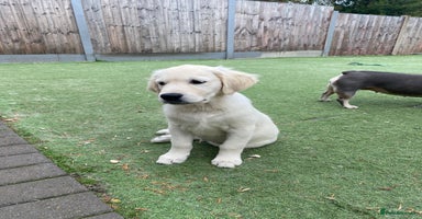 Golden Retriever dogs - Advert 2
