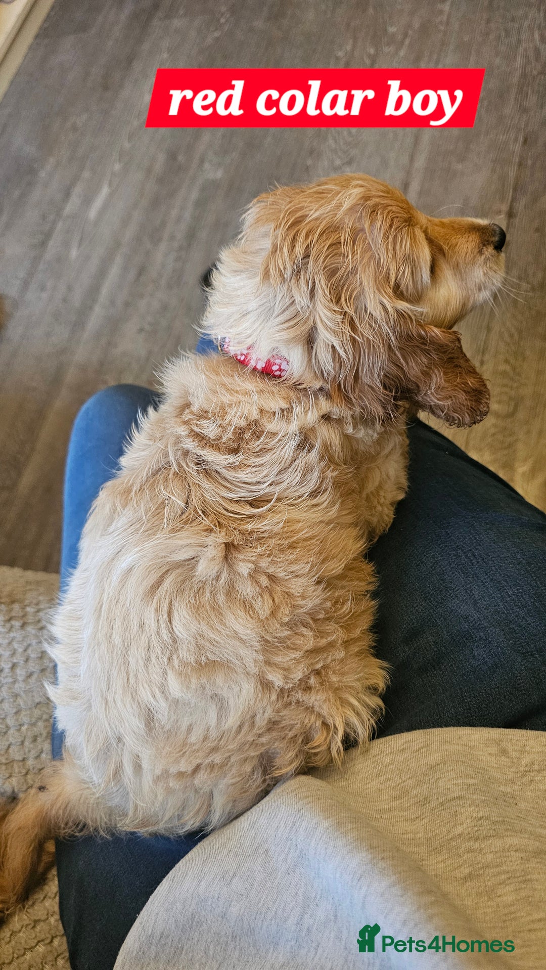 Cockapoo dogs for sale: 5 stunning f2 cockapoos ready togo x - Advert 3