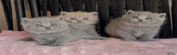 British Shorthair cats for sale: Beautiful Pedigree BSH kittens for sale  - Advert 21