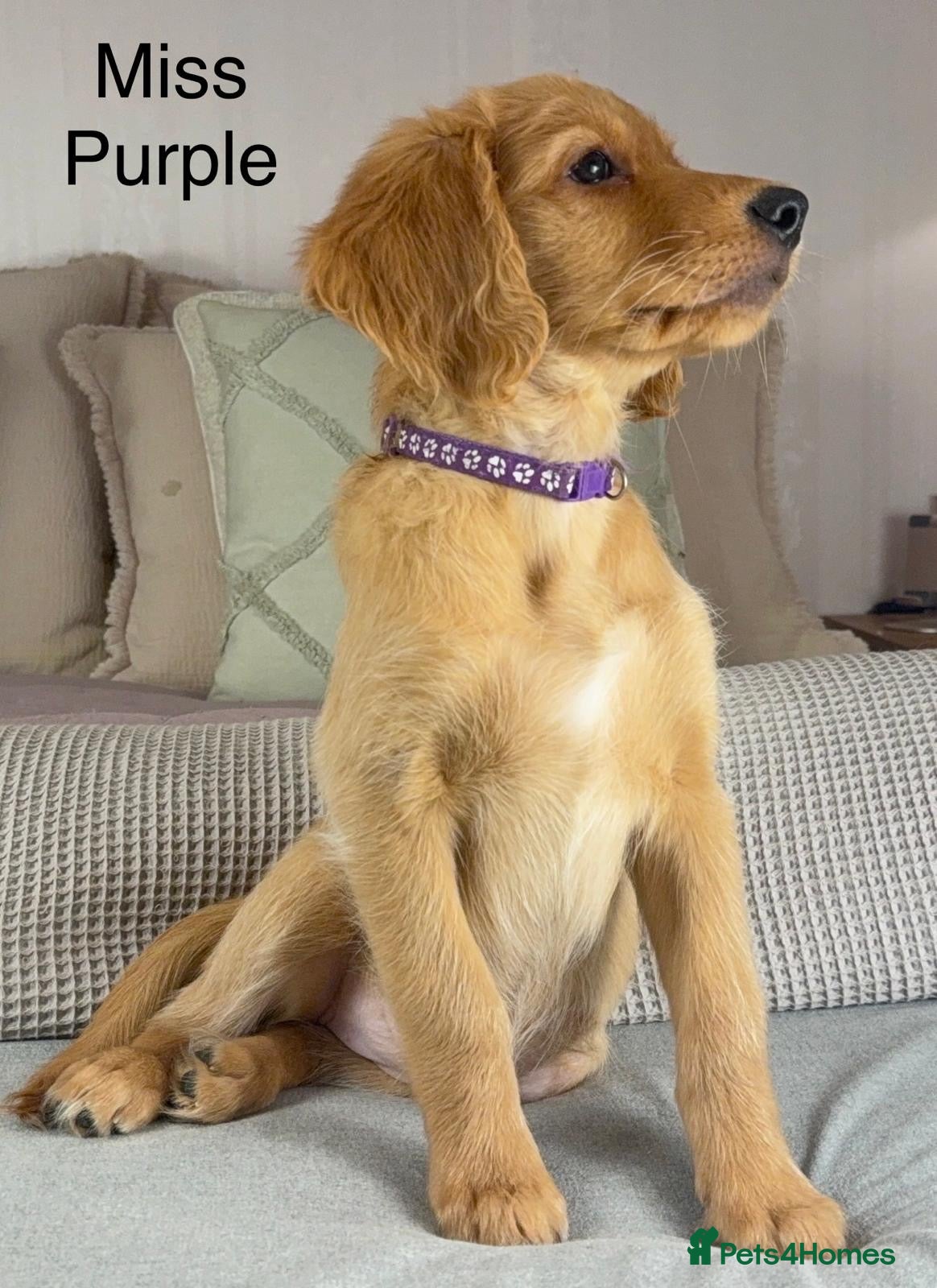 Goldendoodle dogs BEAUTIFUL HEALTHY LOVING PUPPIES  - Advert 2