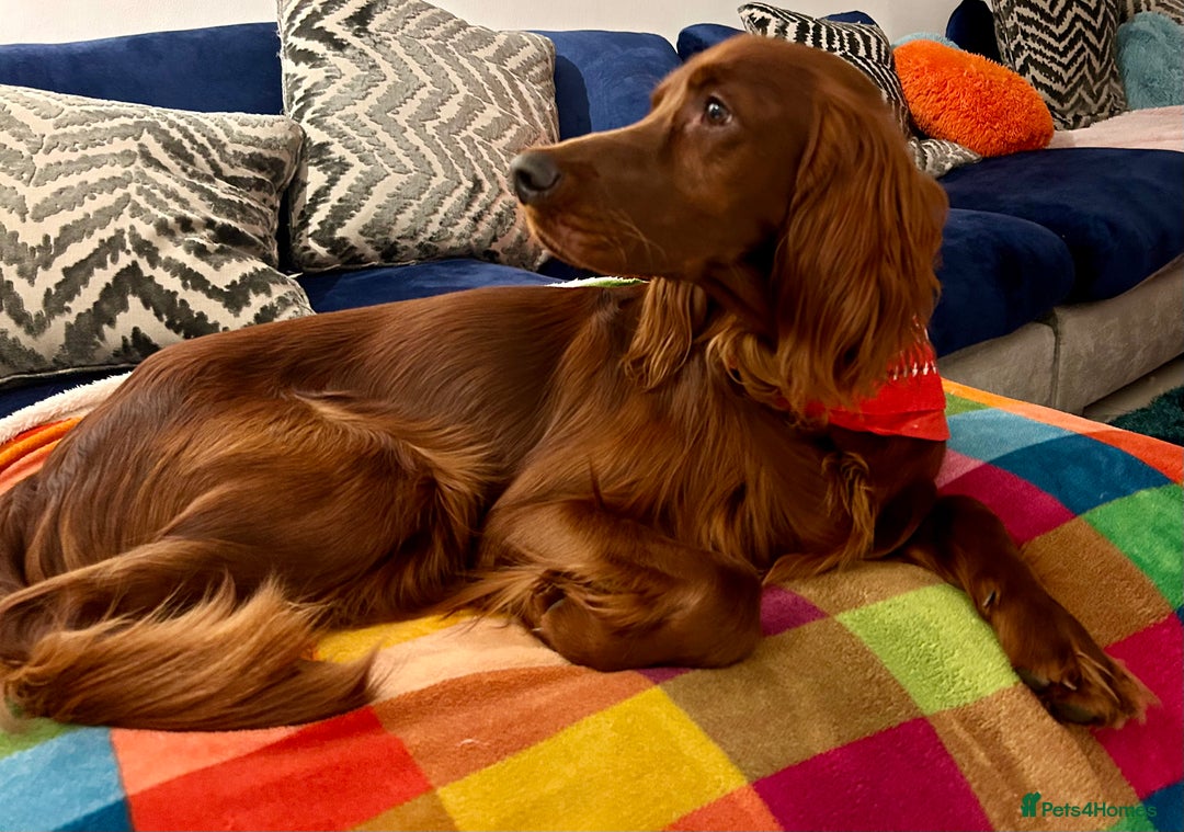 Irish Setter dogs for stud: Beautiful Irish Setter available for stud - Image 2