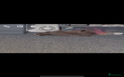 Lionhead rabbits for sale: Female lion head rabbit for sale  - Image 1