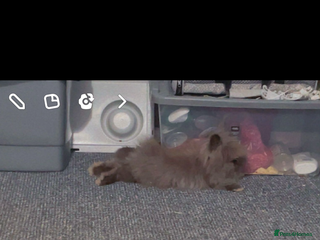 Lionhead rabbits - Advert 16