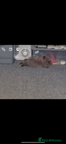 Lionhead rabbits - Advert 14