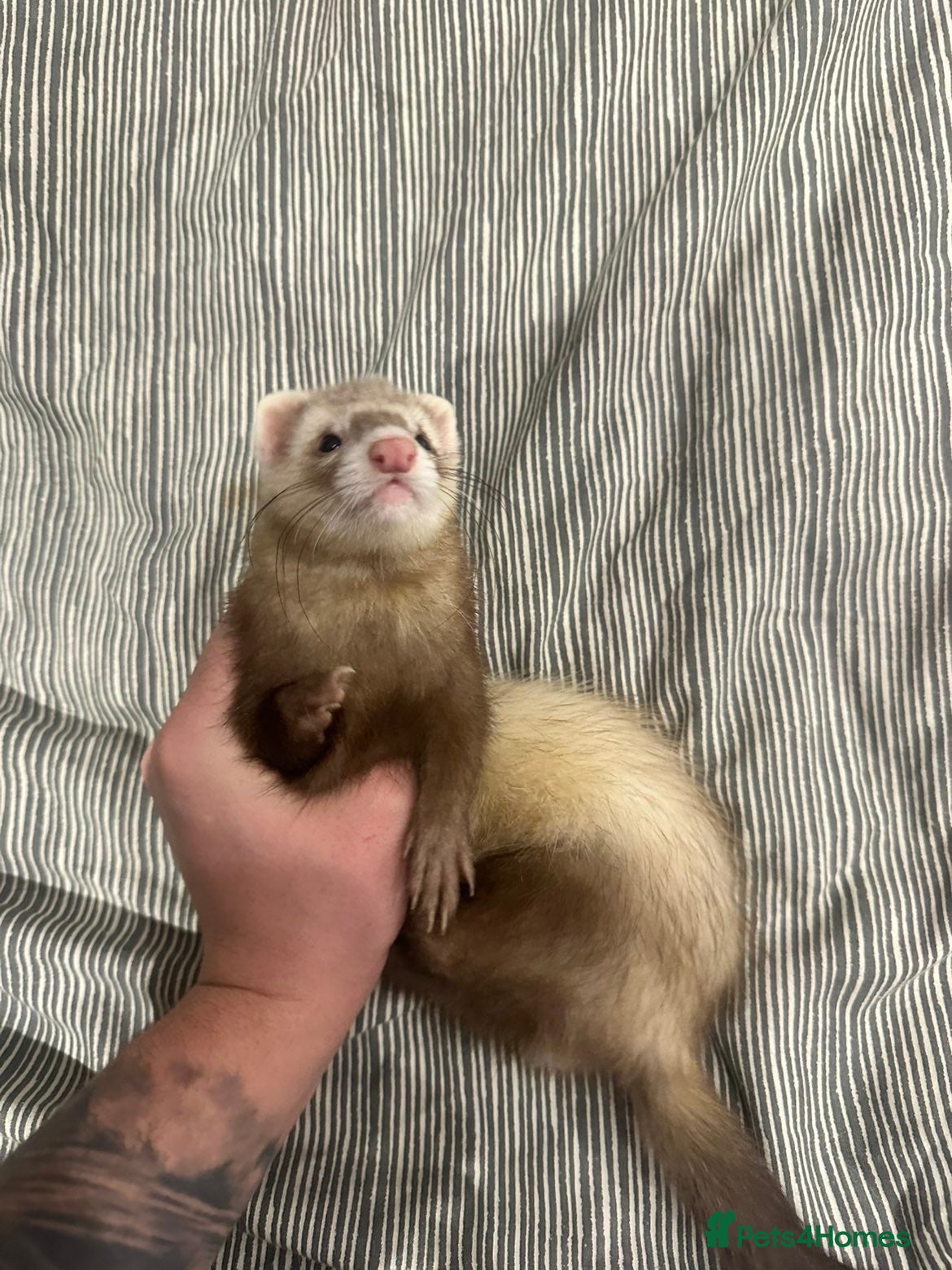 Ferret rodents 2 ferrets to go to good homes  - Advert 3