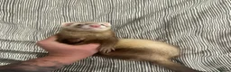 Ferret rodents for sale: 2 ferrets to go to good homes  - Advert 1