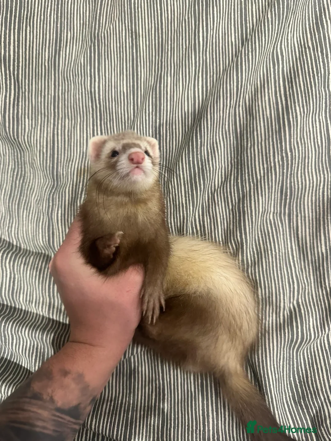 Ferret rodents for sale: 2 ferrets to go to good homes  - Advert 1